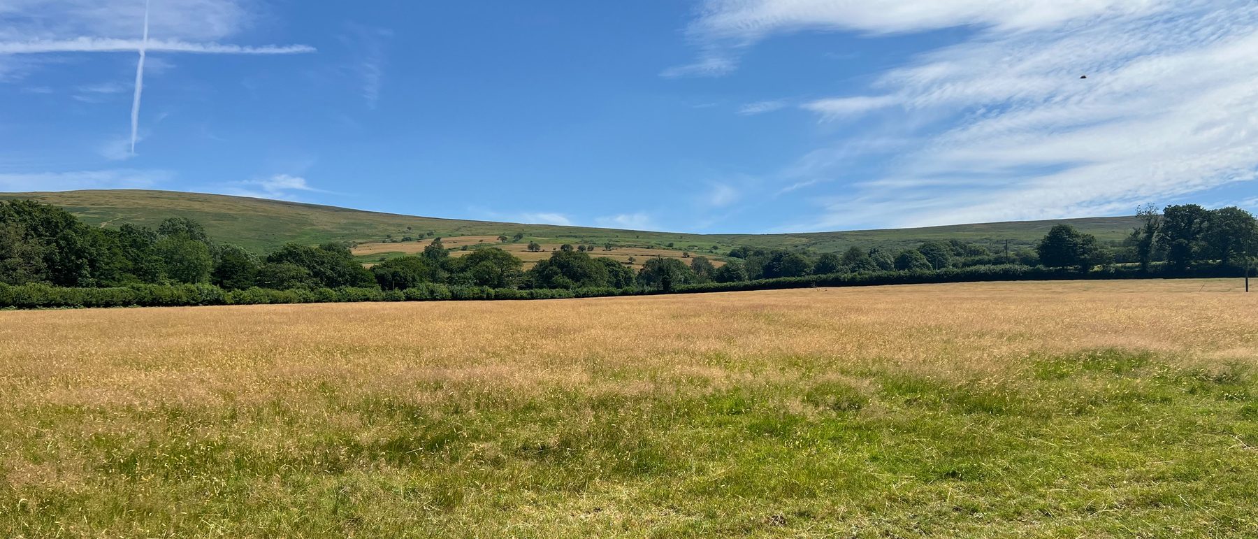The field at Ball Farm — long straw-coloured grass, a hedgerow of oaks, and the open moor rising behind under a wide blue sky.